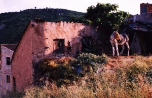 Paisaje con burro